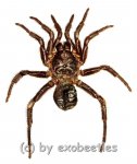 Liphistius spec. ( Trapdoor Spider ) 