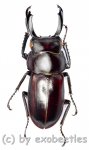 Macrodorcas ( Pogonodorcus ) bisignatus elsiledis  ( 30 - 34 ) 