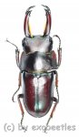 Macrodorcas ( Pogonodorcus ) melliana  ( 25 - 29 ) 