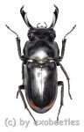 Macrodorcus ( Pogonodorcus ) bisignatus giselae  ( 30 – 34 ) 