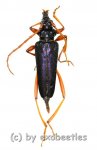 Mecosaspis atripennis  ( 25 - 29 ) 