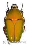 Mecynorrhina torquata immaculicollis ( roetliche var. )  ( 55 – 59 ) 