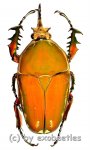 Mecynorrhina torquata immaculicollis ( roetliche var. )  ( 75 – 79 ) 