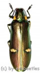 Megaloxantha bicolor othanii  ( 70 – 74 )  A2 