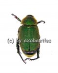 Melolonthidae spec. #11 ( grün )  ( 10 - 14 ) 