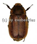 Melolonthidae spec. #13  ( 30 - 35 )  A2 