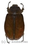 Melolonthidae spec. #17  ( 35 - 39 )  A2 