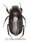 Melolonthidae spec. #20  ( 15 – 19 )  A2 