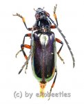 Neoplocaederus nitidipennis  ( 25 – 29 )  A1- 