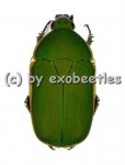 Pachnodella ( Marmylidia ) marginella  ( 20 - 24 ) 