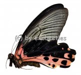 Papilio alcmenor publilius  A2 
