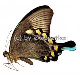 Papilio blumei  A2 