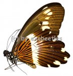Papilio cyproeofila 