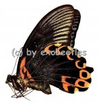 Papilio deiphobus deiphontes  A1/A- 