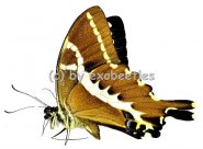 Papilio delalandei  A2 