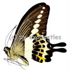Papilio demolion demolion 