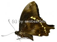 Papilio epiphorbas 
