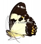 Papilio euchenor  A2 