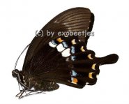 Papilio fuscus fuscus  A2 