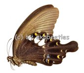 Papilio fuscus pertinax 