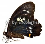 Papilio gambrisius colossus 