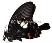 Papilio helenus helenus  A1- 