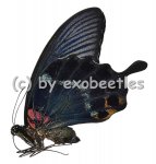 Papilio lowi zephyria 