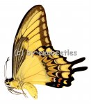 Papilio lycophron  A1- 