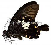 Papilio nephelus chaon  A2 