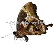 Papilio oribazus 