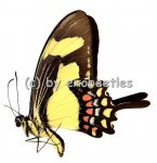 Papilio torquatus  A1- 