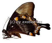 Papilio ulysses ulysses 