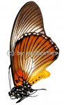 Papilio zalmoxis 
