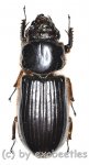 Passalidae spec. #4  ( 40 – 44 ) 