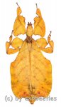 Phyllium bioculatum f.pulchrifolium ( orange var. )  ( 80 – 84 ) 