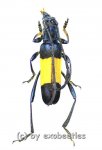 Polyzonus latefasciatus  ( 20 – 24 ) 