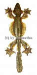 Ptychozoon kuhli ( Faltengecko )  ( 130 – 139 ) 