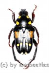 Pygora ( Bourgoinigora ) quatnordecimguttata  ( 10 - 14 ) 