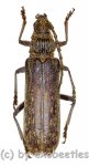 Rhytidodera bowringii  ( 35 - 39 ) 