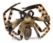 Rithymna pinangensis ( Huntsman Spider ) graue var.  A2 