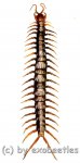 Scolopendra subspinipes  ( 95 – 99 )  A2 