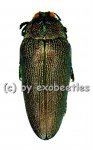 Steraspis laeviventris ( grüne var. )  ( 30 - 34 ) 