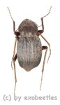 Tenebrionidae spec. #18  ( 15 – 19 )  A2 