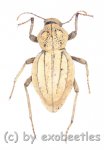 Tenebrionidae spec. #19  ( 15 – 19 )  A2 