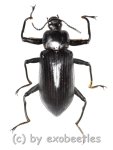 Tenebrionidae spec. #22  ( 35 - 39 ) 
