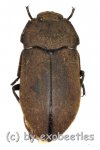 Tenebrionidae spec. #24  ( 10 - 14 ) 