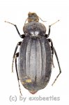 Tenebrionidae spec. #26  ( 25 - 34 )  A2 