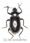 Tenebrionidae spec. #28  ( 15 - 19 ) 