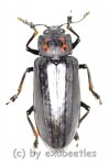 Tenebrionidae spec. #29  ( 20 - 24 ) 
