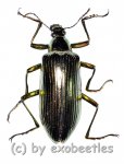 Tenebrionidae spec. #30  ( 25 – 29 ) 